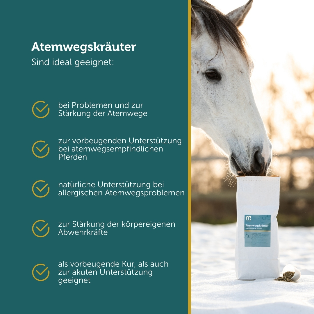 Atemwegskräuter – Hustenkräuter für Pferde – Bild 3
