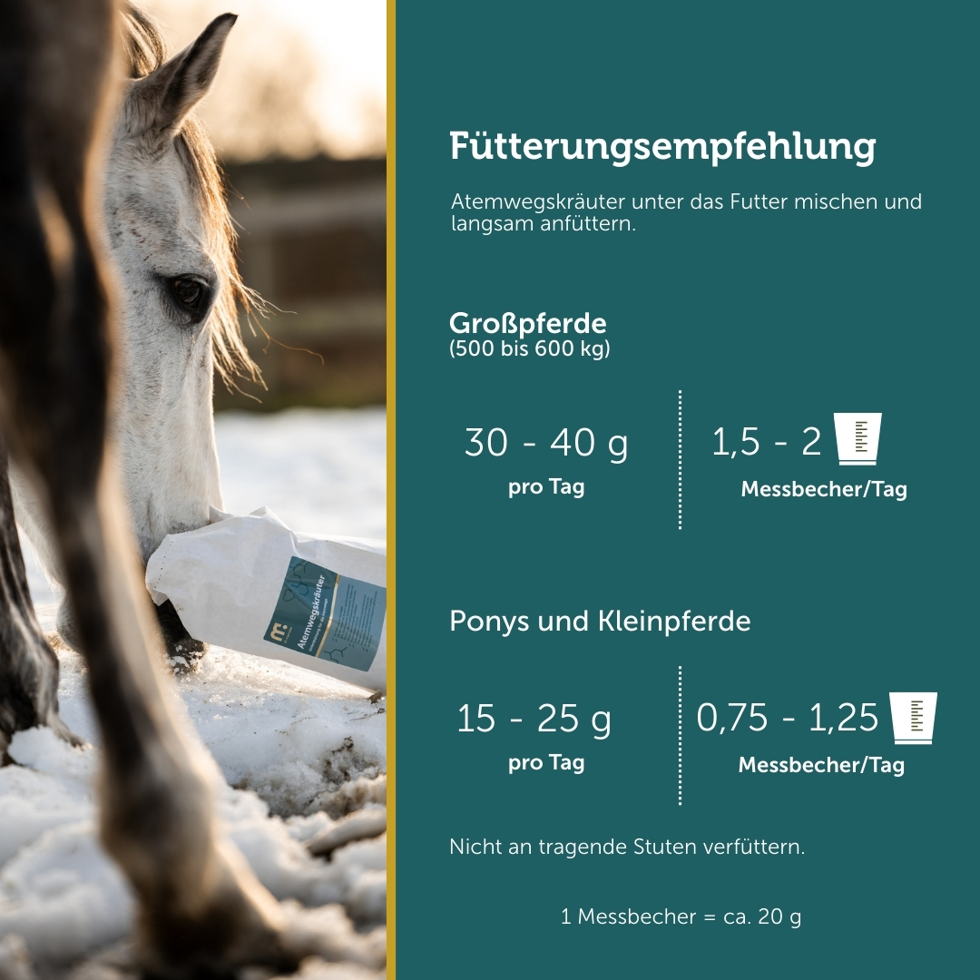 Atemwegskräuter – Hustenkräuter für Pferde – Bild 6